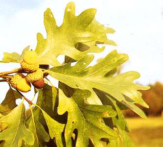 White oak and acorns in autumn