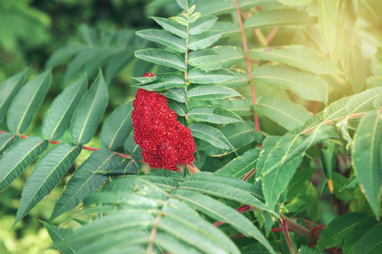 Staghorn sumac