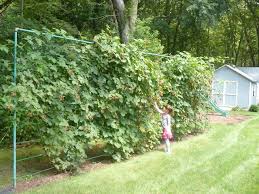 Jpeg Raspberry Hedge Living Edible Fences – Indigenous Food Circle Waterloo Region